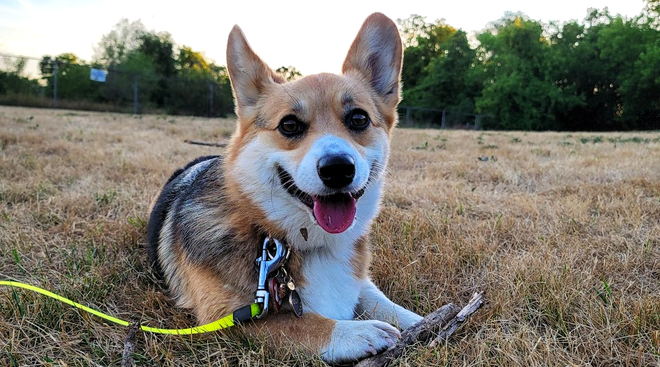 Oka The Corgi